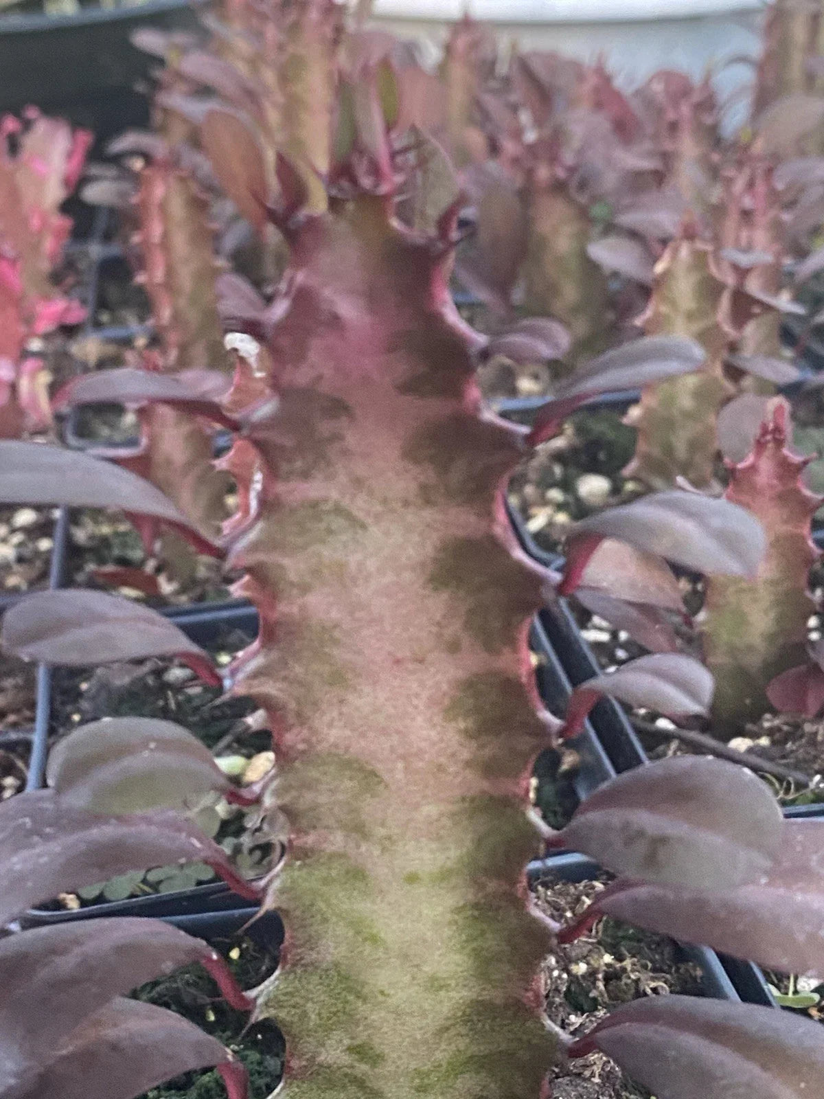 Rooted Red African Milk Tree Cactus - 2 Live Euphorbia trigona Plants for Indoor & Outdoor Gardening