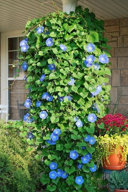 Morning Glory Seeds 400+ Heavenly Blue Climbing Variety Ipomoea tricolor for Vertical Gardens, Fences