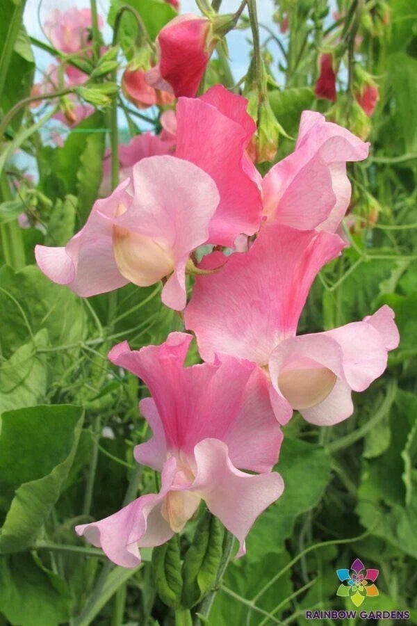 Sweet Pea Seeds - 50+ Strawberry Fields Variety - Fragrant Climbing Vine - Lathyrus odoratus Garden Planting in USA