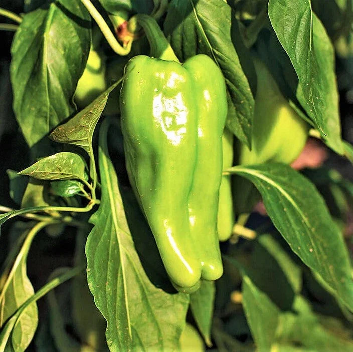 Cubanelle Pepper Seeds - 100+ Non-GMO Capsicum annuum for Home Garden, Mild 1,000 Scoville, Perfect for Planting 2025