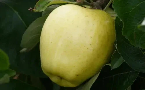 Yellow Transparent Apple Seeds - Heirloom Malus domestica for Garden Planting, 25+ Seeds, Non-GMO, Full Sun, Easy to Grow