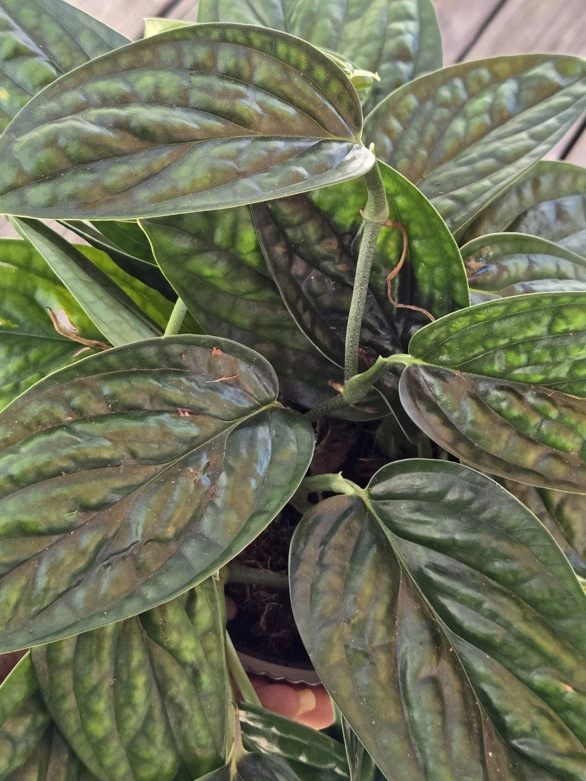 Monstera Peru Plant Cuttings - Tropical Houseplant Propagation - Monstera karstenianum, Indoor/Outdoor Vine