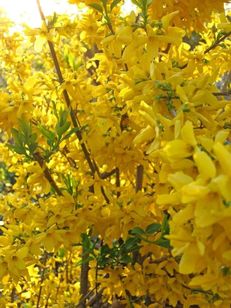 Forsythia Shrub 3.5 in Pot Lynnwood Gold Bright Yellow Blooms Forsythia x intermedia Deciduous Plant