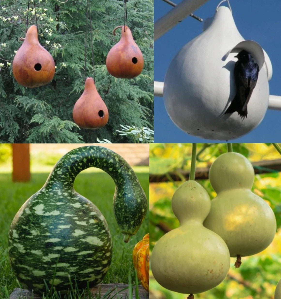 Birdhouse Gourd Seeds Mix - Speckled Swan, Martinhouse & Birdhouse Varieties, 50 Seeds for DIY Birdhouses & Wildlife Gardens