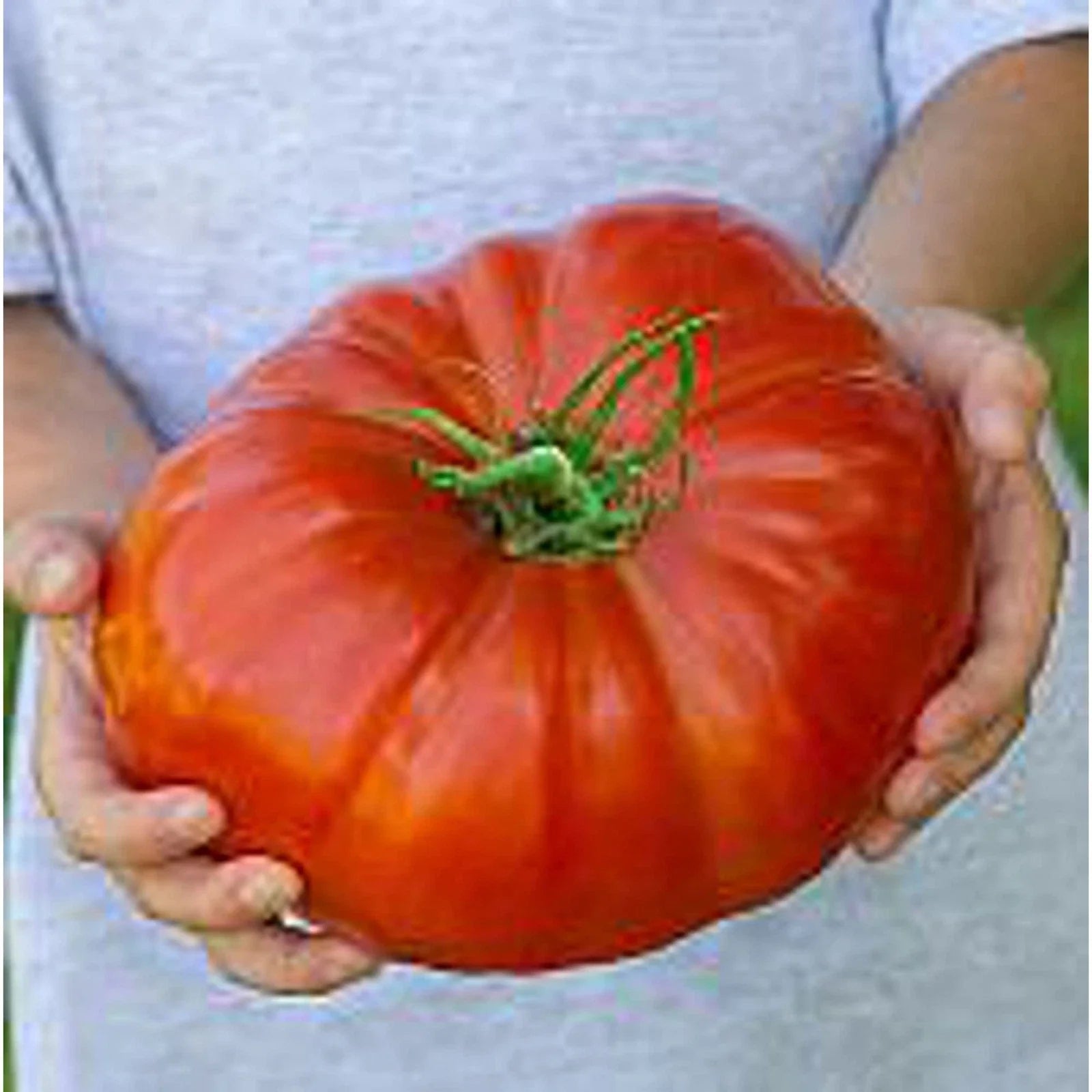 Steakhouse Tomato Seeds – Non-GMO Heirloom Solanum lycopersicum, Juicy, Meaty, Indeterminate, 20+ Seeds for Garden & Container