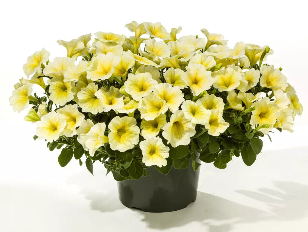 Petunia Seeds - 100 Count - CandyPops Yellow - Petunia hybrida for Containers & Hanging Baskets