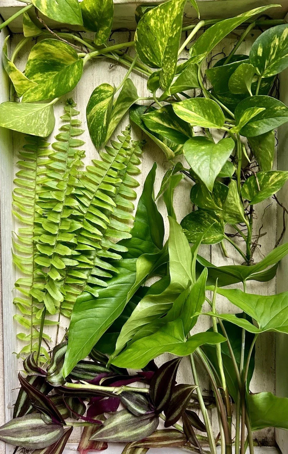 Rooted Plant Cuttings Pack of 20 – Assorted Varieties for Easy Propagation – Indoor & Outdoor Gardening Enthusiasts