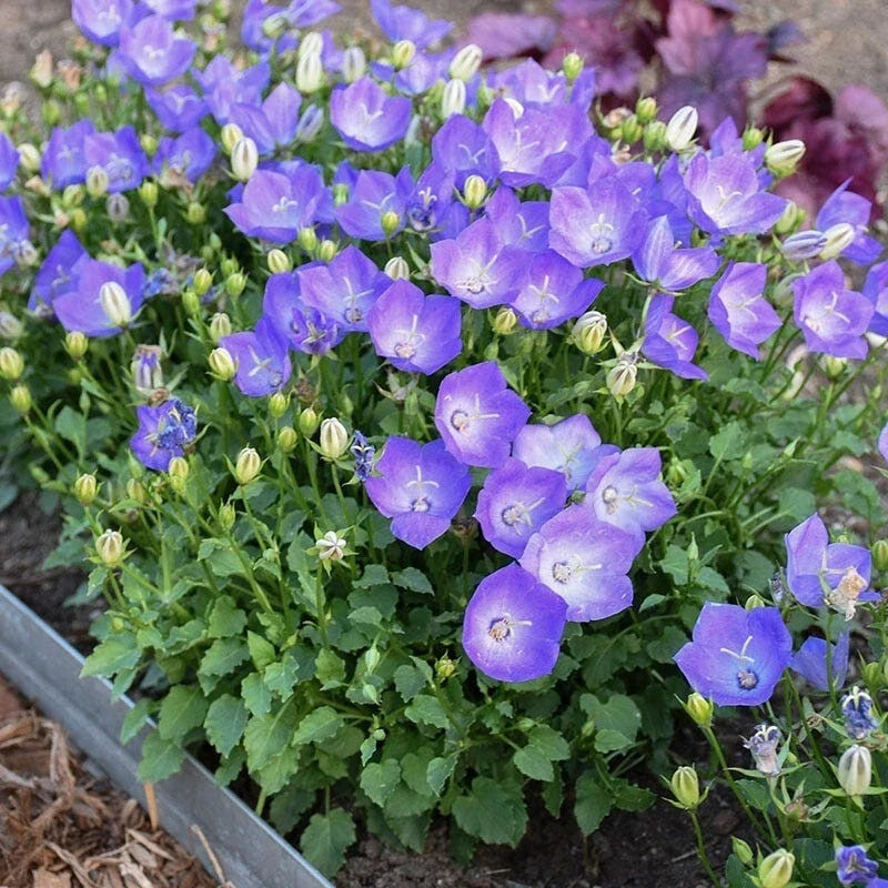 Campanula Bellflower Blue 2" Pot - Perennial Plant for Borders, Rock Gardens, Pollinator Attractant - Campanula carpatica