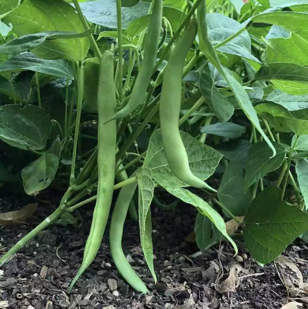Tendergreen Improved Bush Green Bean Seeds - Stringless, Non-GMO, 100+ Seeds