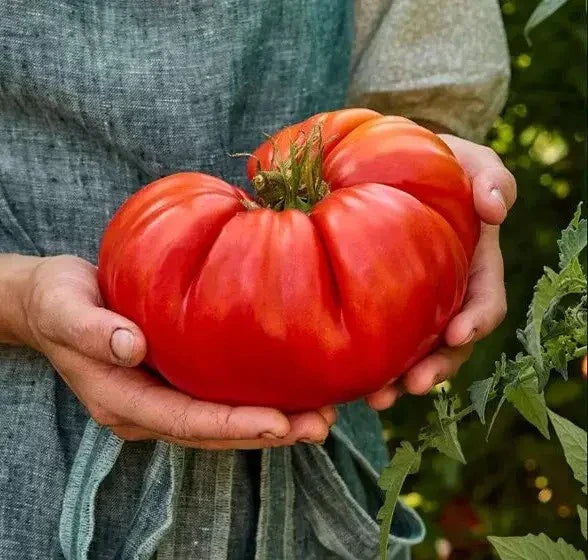 Giant Beefsteak Tomato Seeds - 120+ Organic Heirloom NON-GMO - Solanum lycopersicum