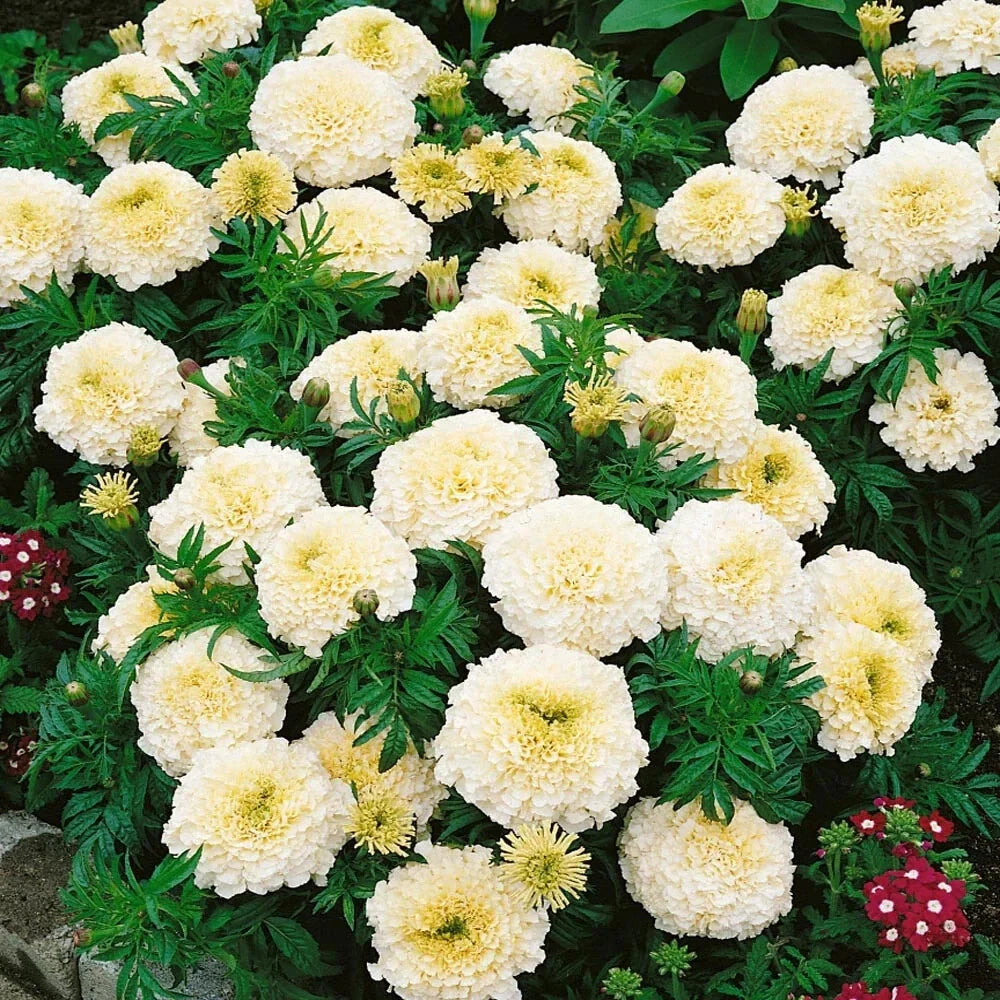 Vanilla African Marigold Seeds – Tagetes erecta – Bright Yellow Flowers, Non-GMO, Fast Germination, Garden Planting, Annual Seeds