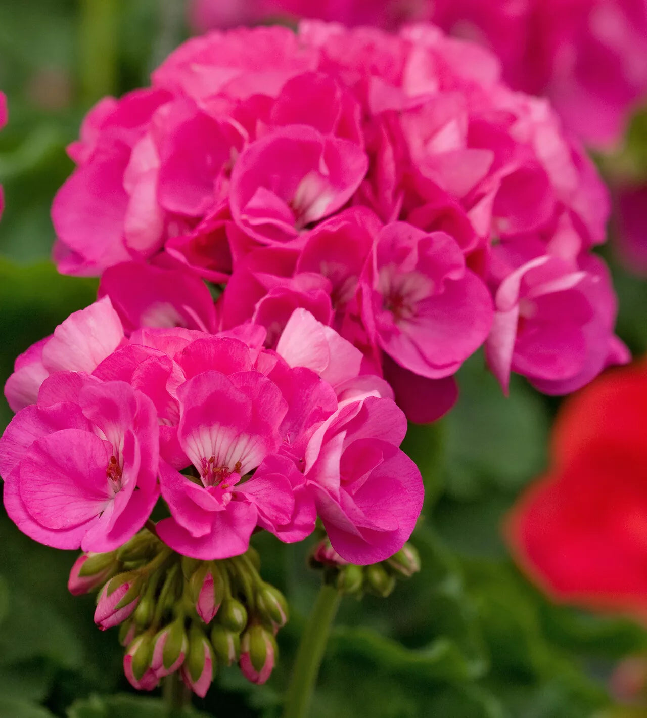 Geranium Cuttings 3 Fresh Double Bright Pink Pelargonium x hortorum