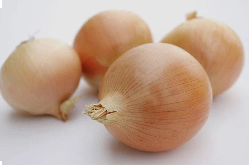 Utah Yellow Sweet Spanish Onion Seeds – Allium cepa, Non-GMO, Open-Pollinated, Bulb-Forming, Packaged Seeds for Home Gardening
