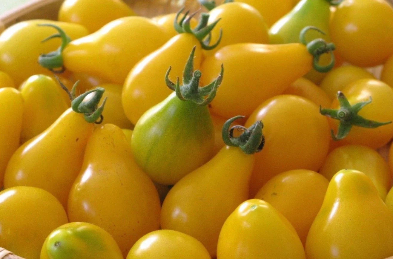 Yellow Pear Tomato Seeds - Heirloom, Non-GMO, Sweet & Juicy, Organic Gardening, Solanum lycopersicum