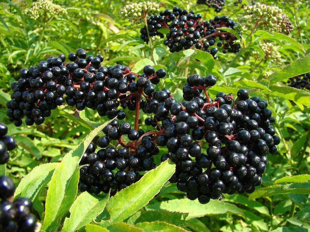 Black Elderberry Seeds - Organic Sambucus Canadensis Heirloom Variety, Wildlife-Friendly, Full Sun to Partial Shade, 35 Seeds