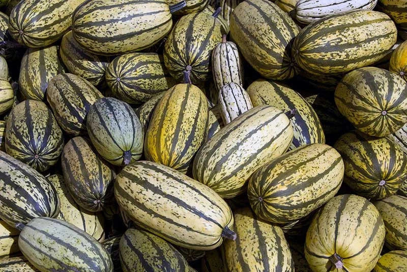 Delicata Squash Seeds – 25+ Non-GMO Cucurbita pepo for Garden Planting, Home Garden, Container Growing