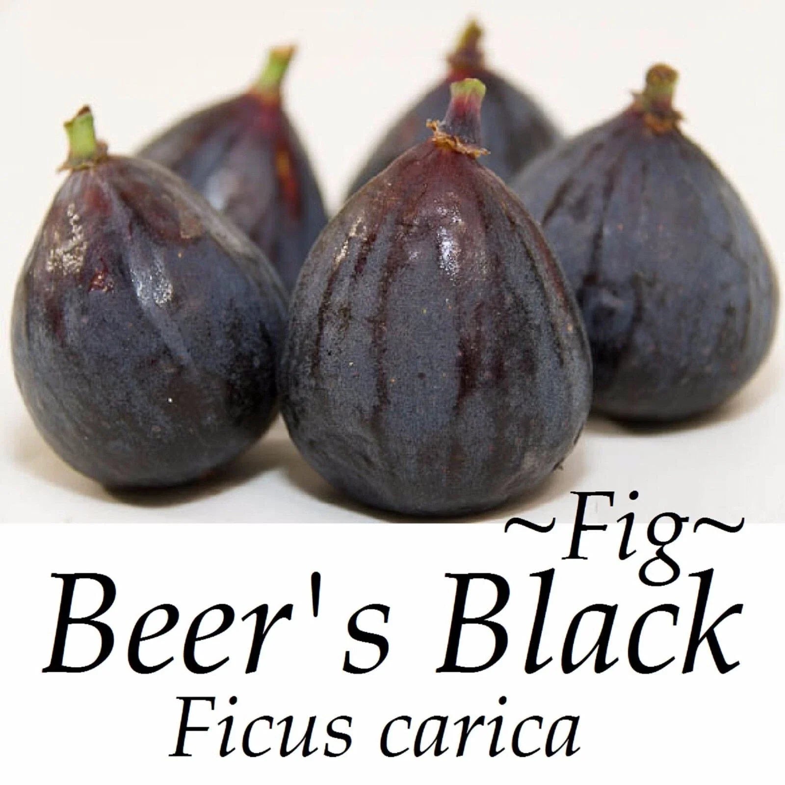 Beer’s Black Fig Live Bare Root Plant - Ficus carica 'Beer’s Black' Self-Fertile Fruit Tree for Home Garden