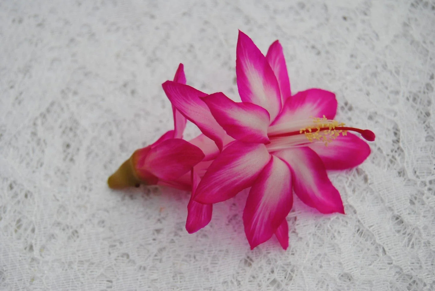 Christmas Cactus Starter Plant - Pink Chocolate - Well-Rooted Schlumbergera Truncata for Indoor Decor