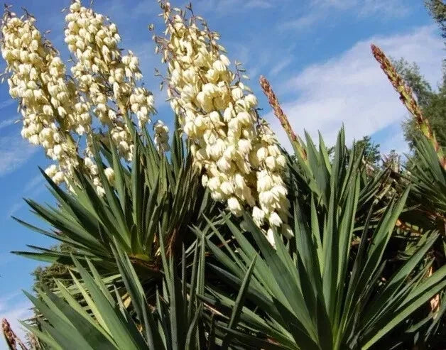 Yucca Starter Plant 15-20 Inches Bare Root Yucca gloriosa Indoor Outdoor Garden Plant