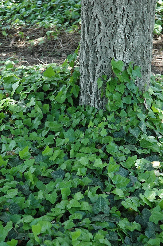 Baltic Ivy Sub Zero Rooted Cuttings - Hardy Climbing Vine & Ground Cover Hedera helix