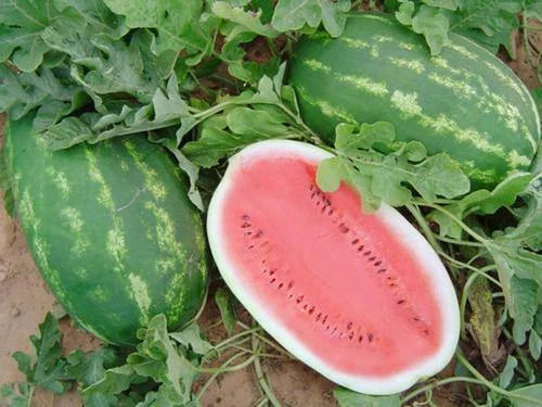 All Sweet Watermelon Seeds - 25+ Crimson Sweet Variety - Citrullus lanatus - USA Grown