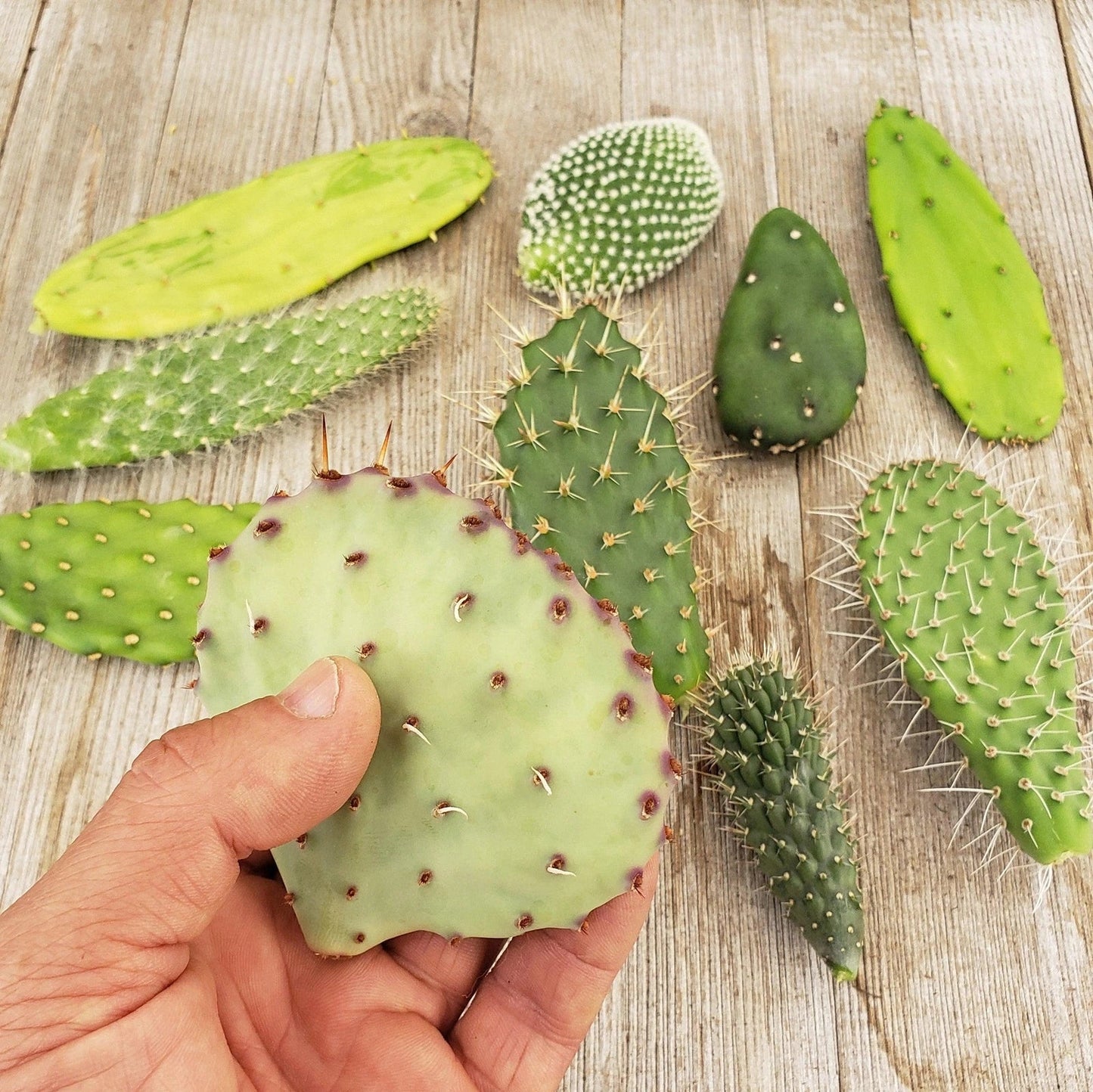 Opuntia Cactus Cuttings - 6 Assorted Live Pads for Succulent Gardening & Home Decor - Prickly Pear Cacti - Opuntia spp.