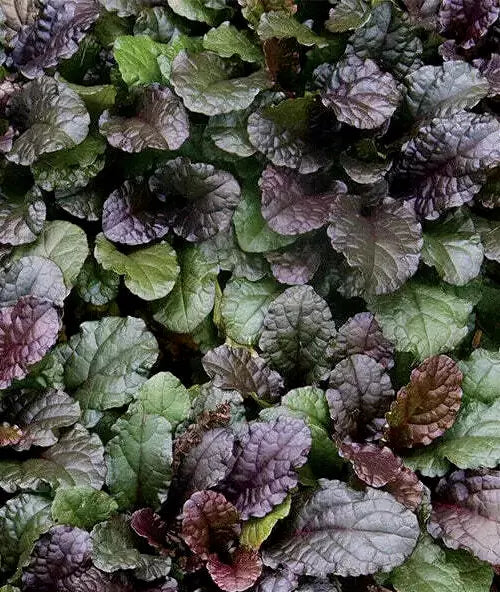 Live Ajuga reptans 'Chocolate Chip' Perennial Ground Cover Plants - Bare Root, Drought & Deer Resistant