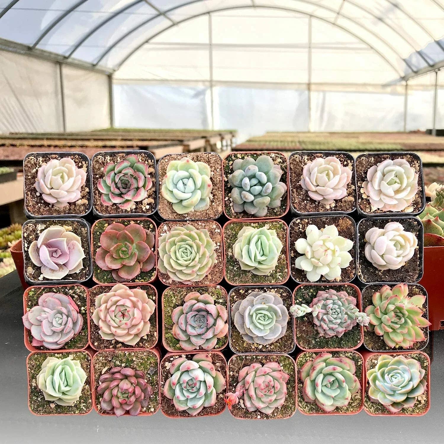 2-Inch Live Assorted Echeveria Succulents - 30 Pack for Wall Decor & Indoor Gardening - Echeveria spp.
