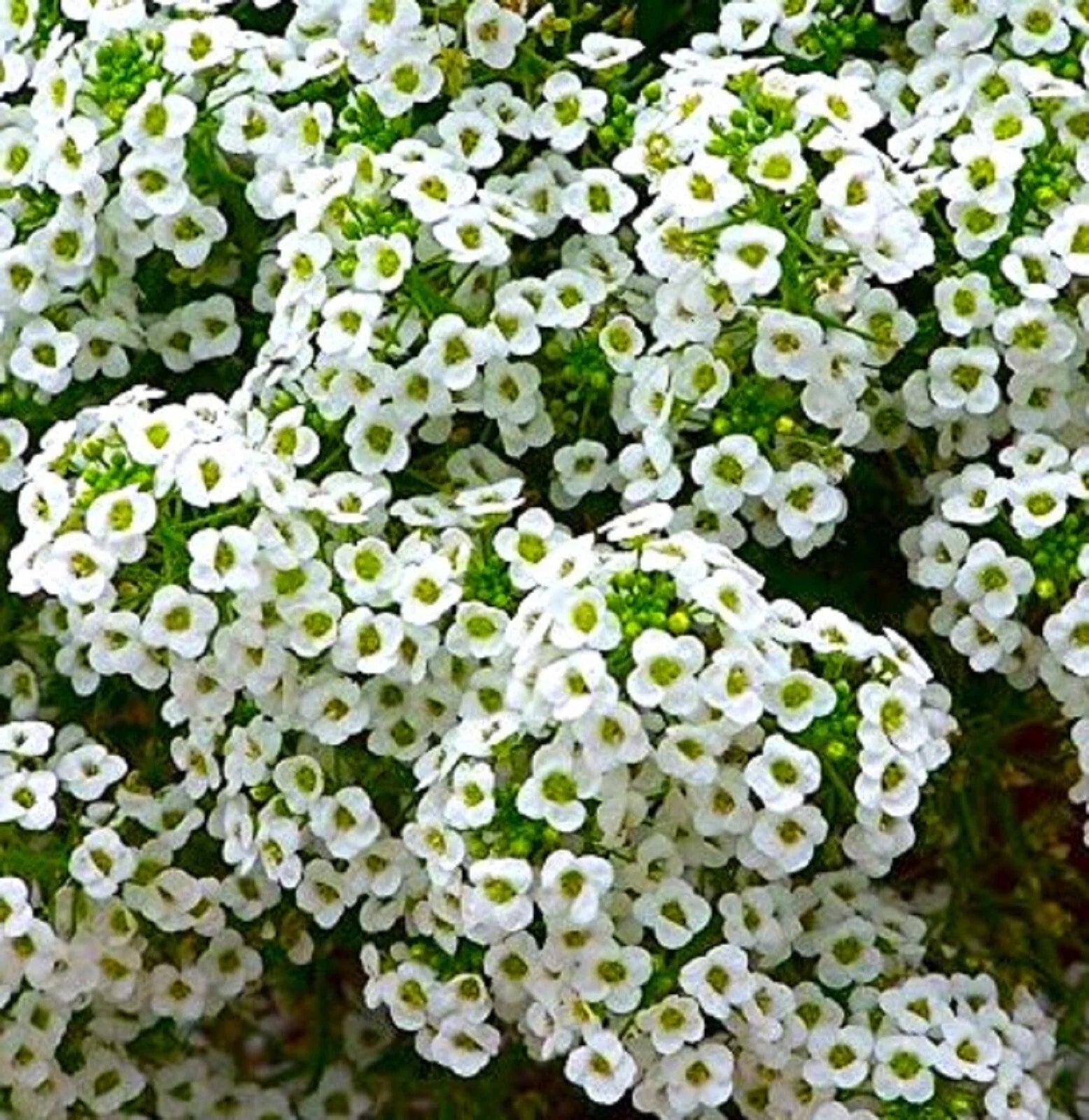 Sweet Alyssum Seeds - Over 800 Fragrant Ground Cover Lobularia maritima for Borders & Containers