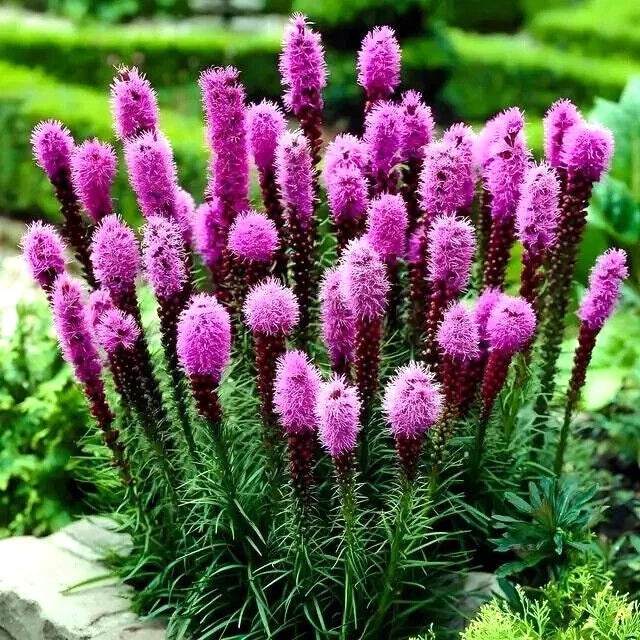 Purple Blazing Star Flower Seeds - 50 Count Cold Hardy Liatris spicata
