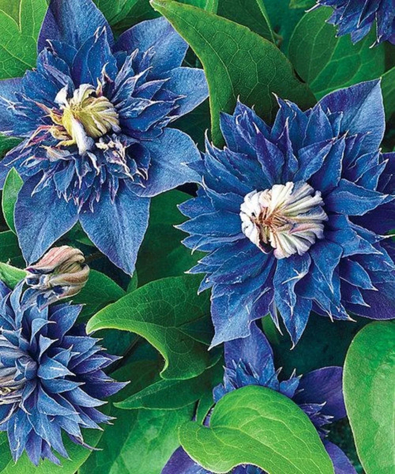 25 Double Blue Clematis Seeds | Clematis viticella Perennial Flowers | US Seller