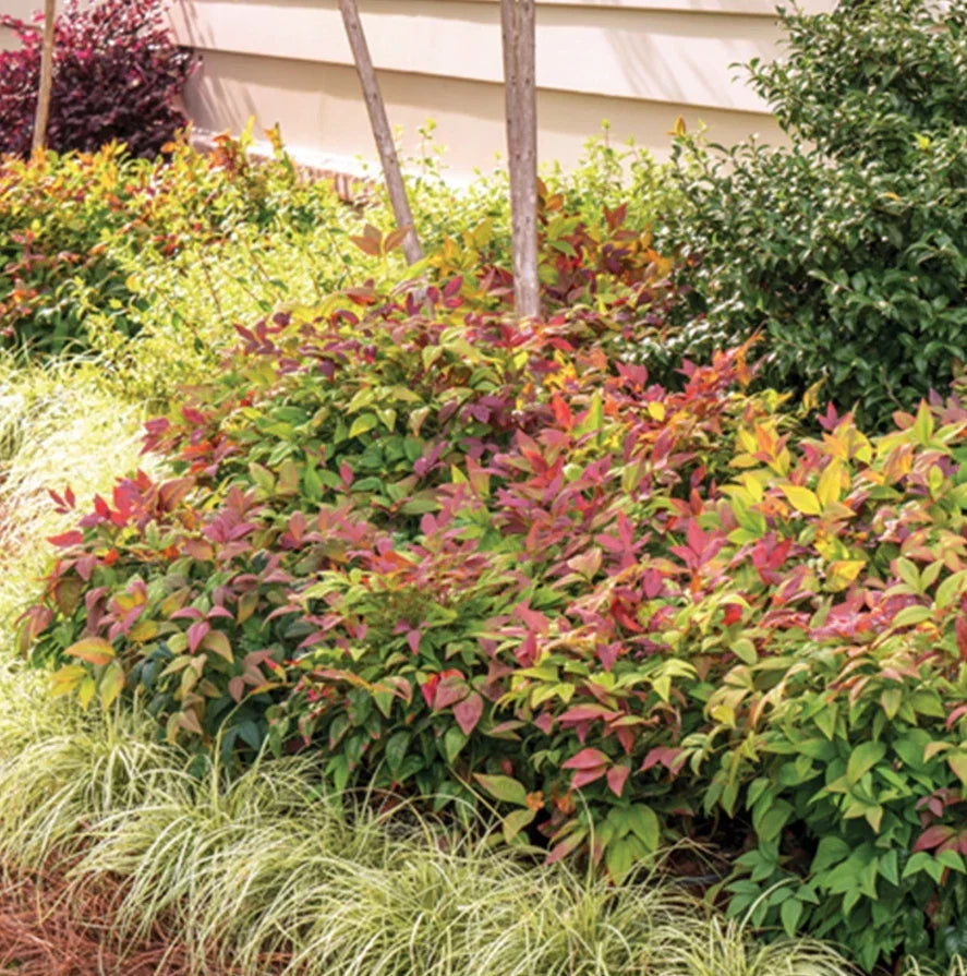Dwarf Firepower Nandina Shrubs - Compact Live Plants in 2.5" Pot, Vibrant Foliage for Zones 6-9