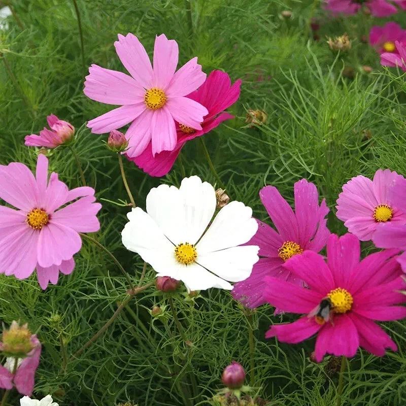 Dwarf Cosmos Seeds - 200+ Pack - Early Sensation Mix - Colorful Garden Flowers - Cosmos bipinnatus