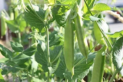 Sugar Pod Snow Peas Seeds - 50 Pack, Edible Vegetable Seeds for Planting, Pisum sativum var. macrocarpon
