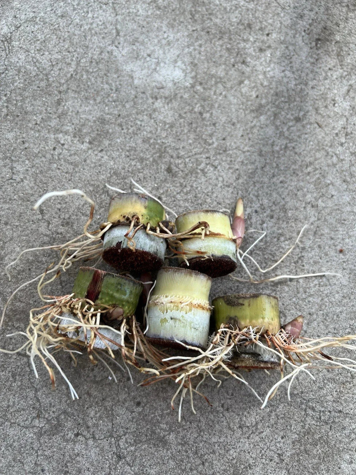 Rooted Sugarcane Cuttings - 5pcs Sweet Juicy Tropical Plant Saccharum officinarum