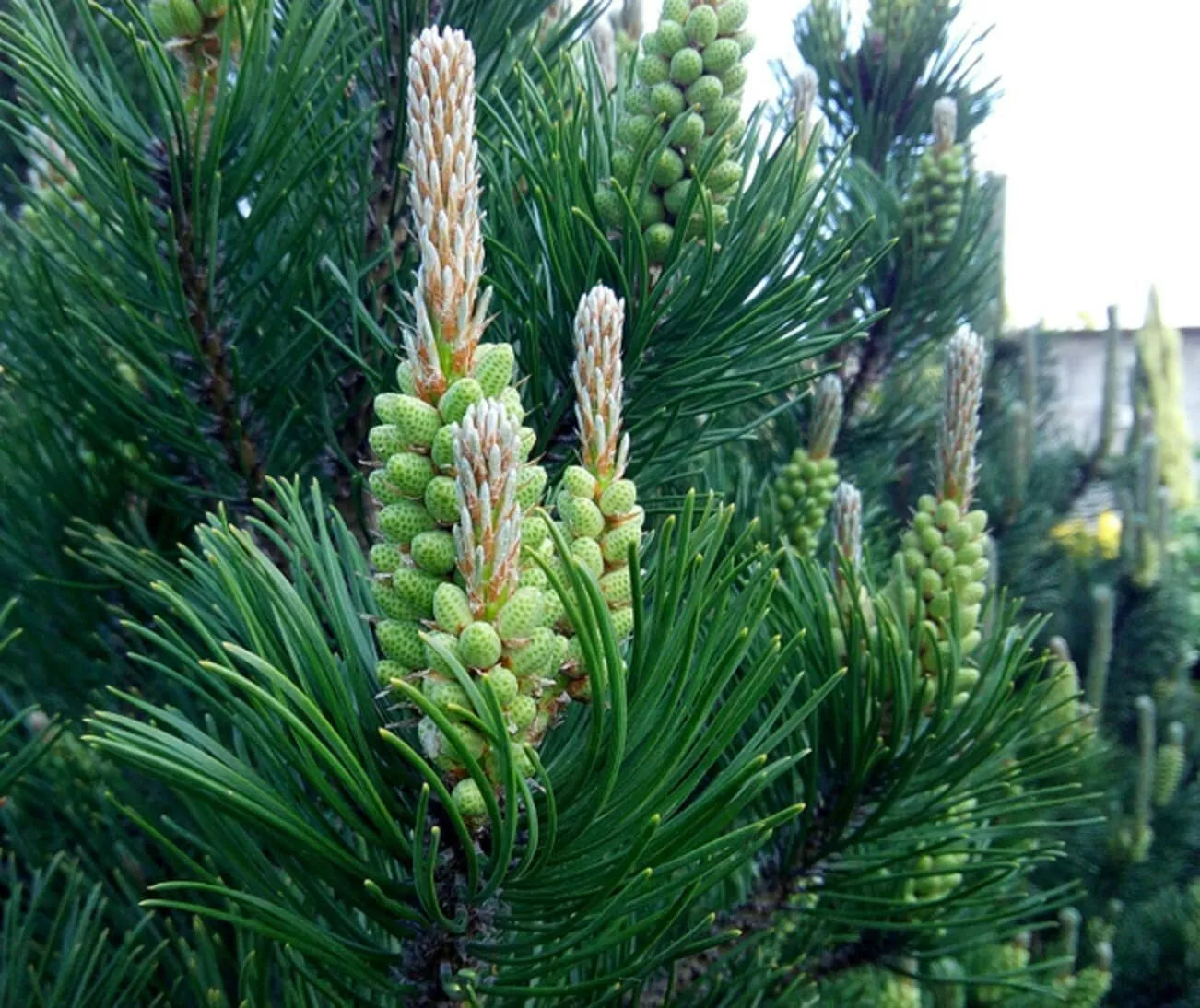 White Spruce Tree Seeds for Planting, Picea glauca, Evergreen, Reforestation, Gardening Supplies