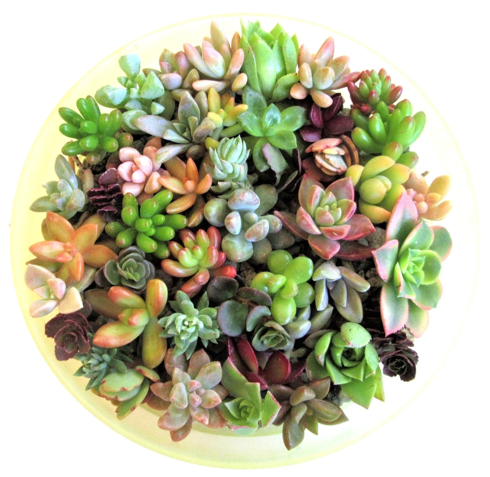 Succulent Cuttings 1-2" Assorted Varieties for Fairy Gardens & Weddings - 15 Unique Succulents