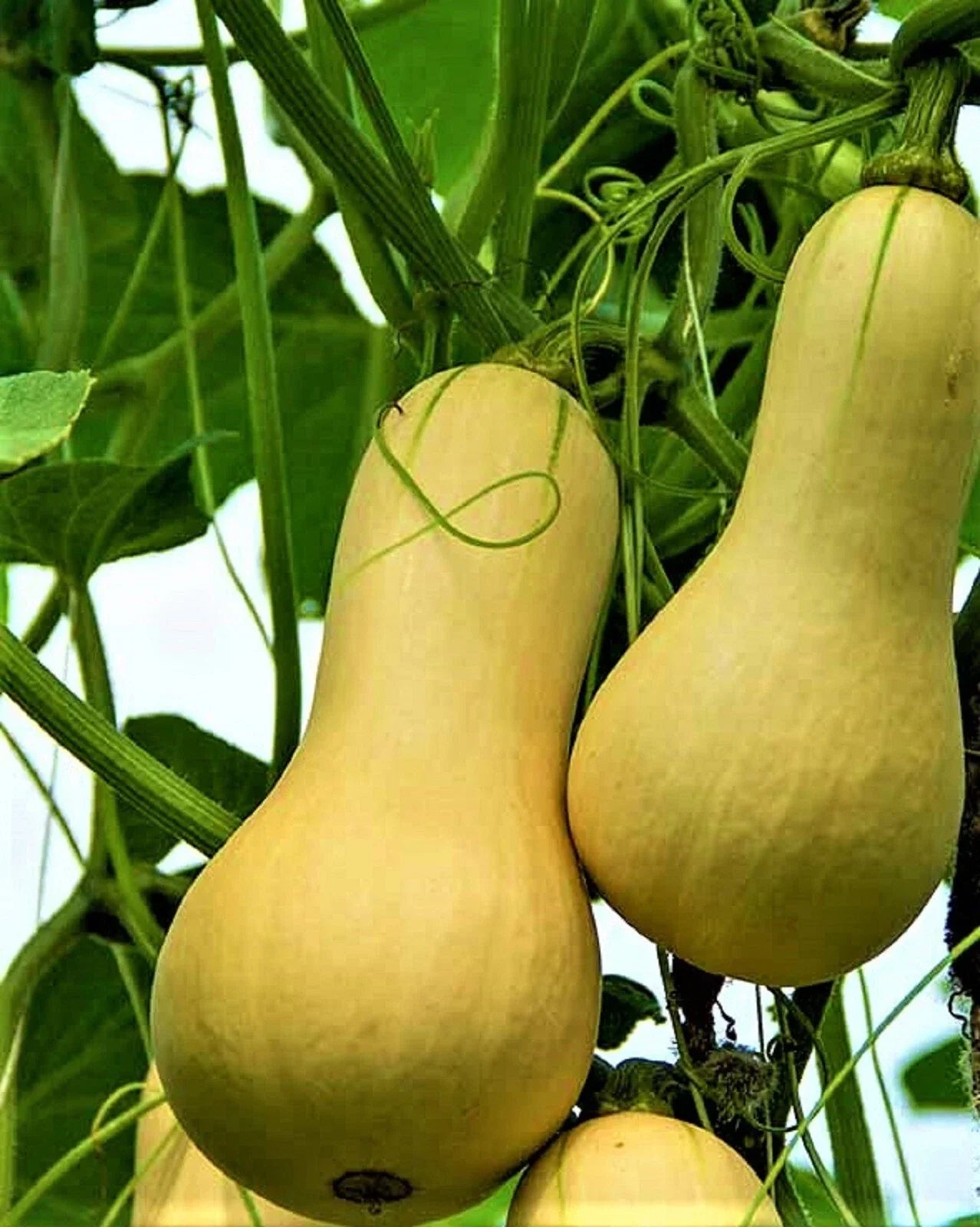 Waltham Butternut Squash Seeds 25 Non-GMO - Heirloom Cucurbita moschata for Home Gardens