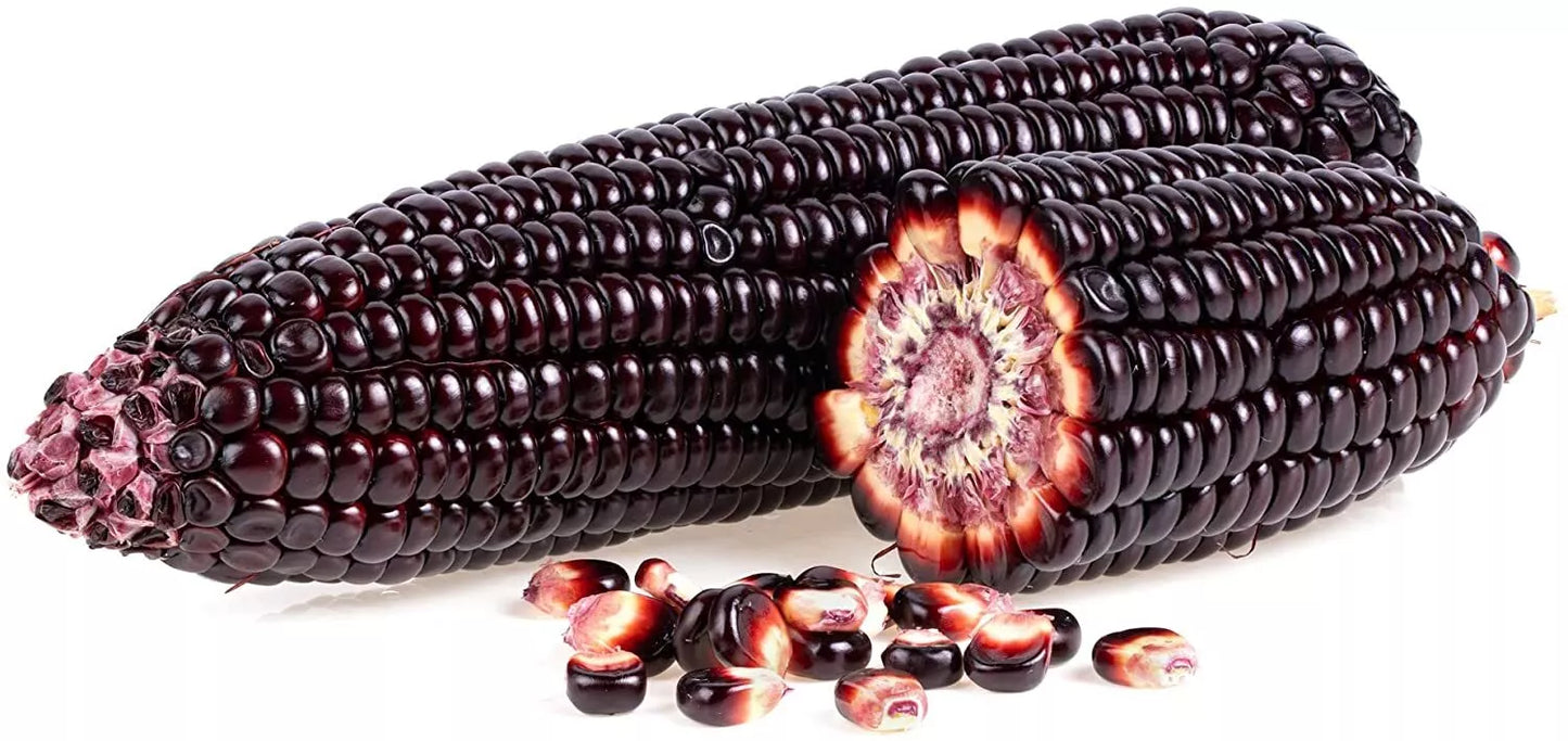 50 Rare Purple Popcorn Seeds - Heirloom Zea mays for Unique Edible Corn Garden