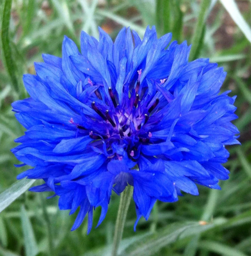Dwarf Blue Bachelor Button Seeds - 400+ Centaurea Cyanus Flower Seeds for Borders & Containers, Blue Cornflower Garden