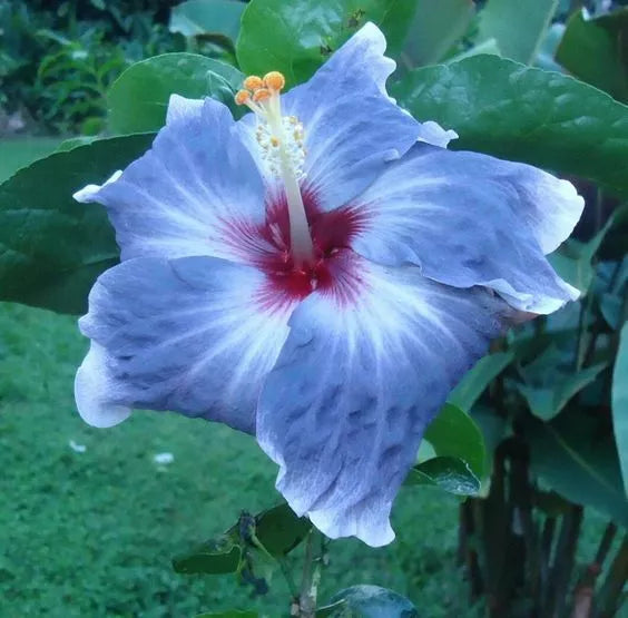 Blue Silver Hibiscus Seeds - Perennial Flower Seeds for Garden, Borders & Containers - Hibiscus rosa-sinensis