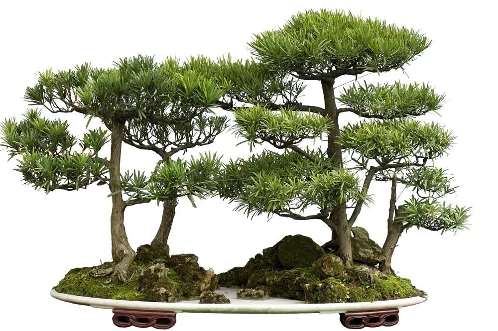 Bonsai Tree Seeds Western Red Cedar Thuja plicata 30 Seeds for Beginners