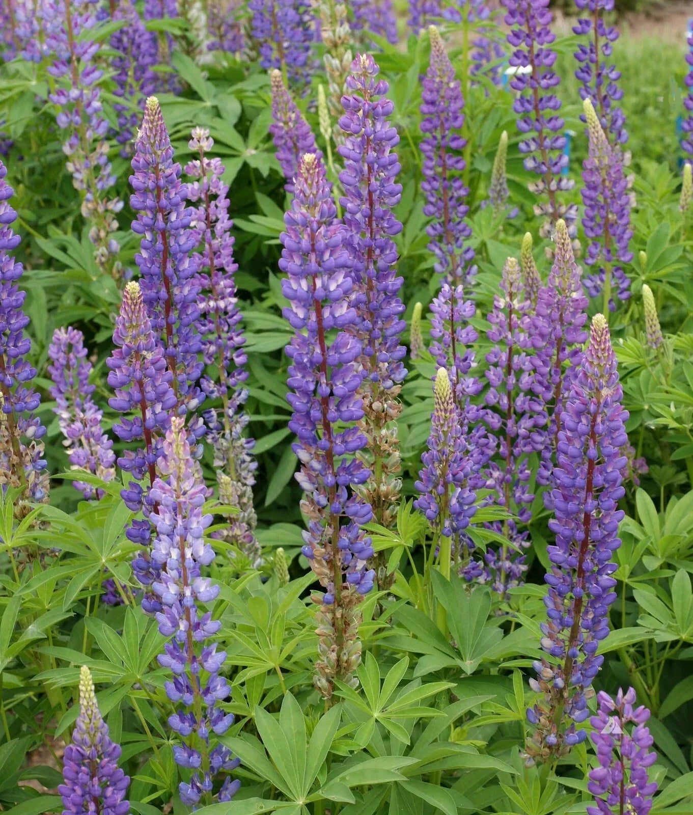 Lupine Seeds 50+ Perennial Flower Lupinus perennis Deer Resistant USA