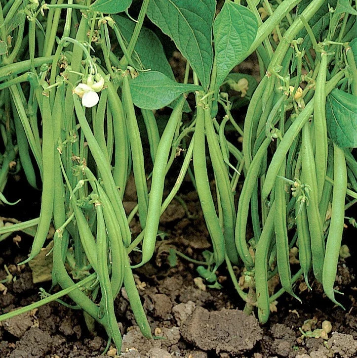 Bulk Blue Lake 274 Green Bean Seeds | Bush Vegetable Seeds for Home & Commercial Gardening | Phaseolus vulgaris