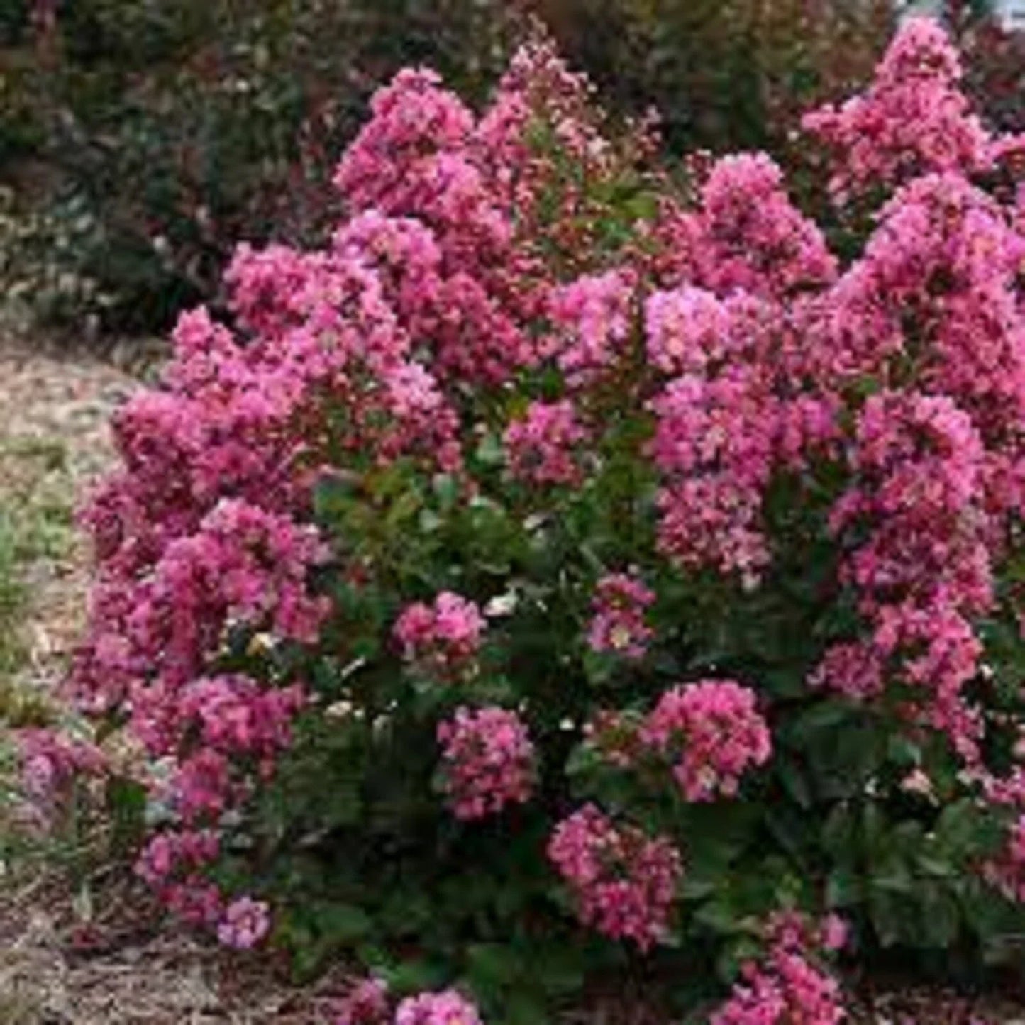 Peppermint Crape Myrtle Cuttings - 10 Unrooted Lagerstroemia indica 'Peppermint' Shrubs for Landscaping