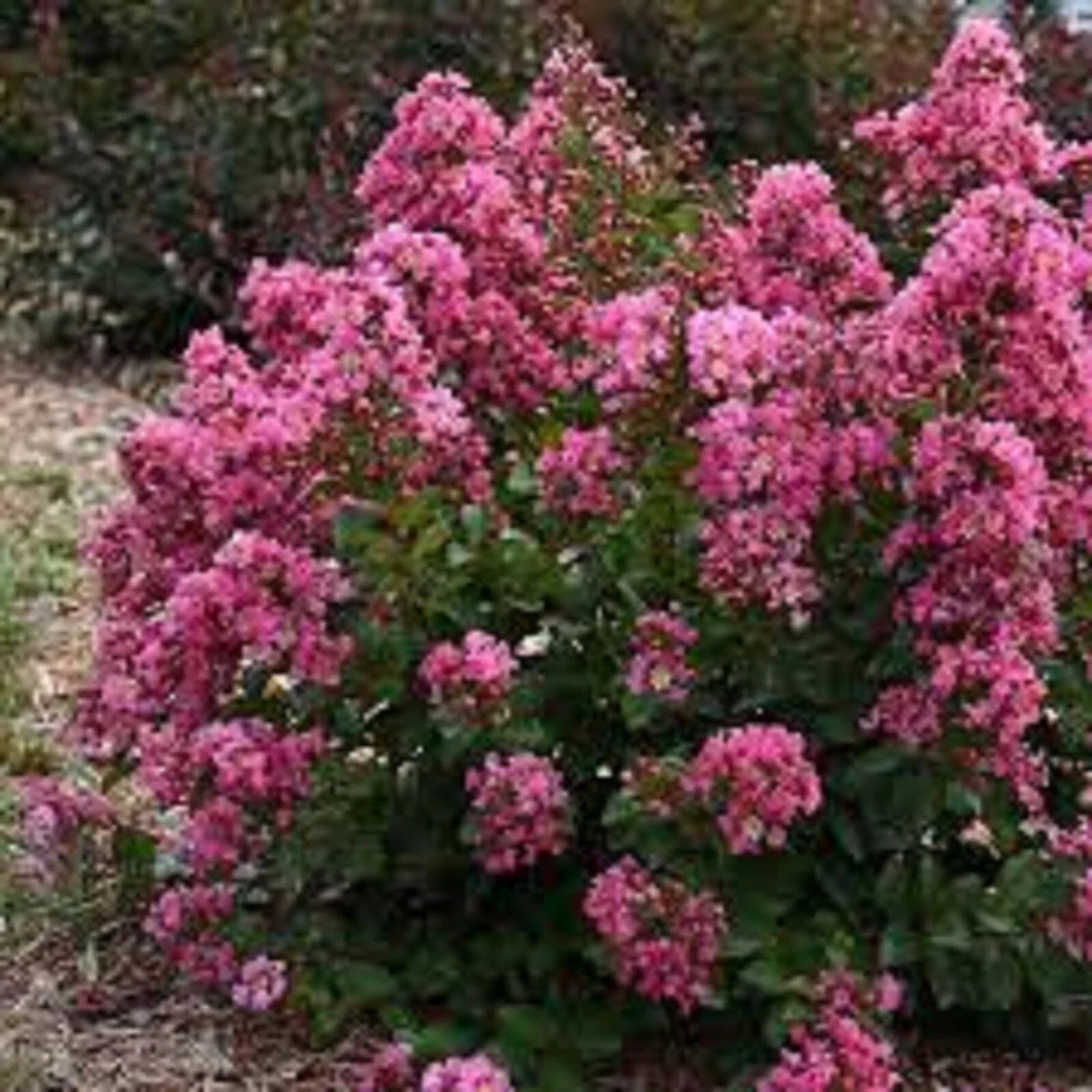 Peppermint Crape Myrtle Cuttings - 10 Unrooted Lagerstroemia indica 'Peppermint' Shrubs for Landscaping