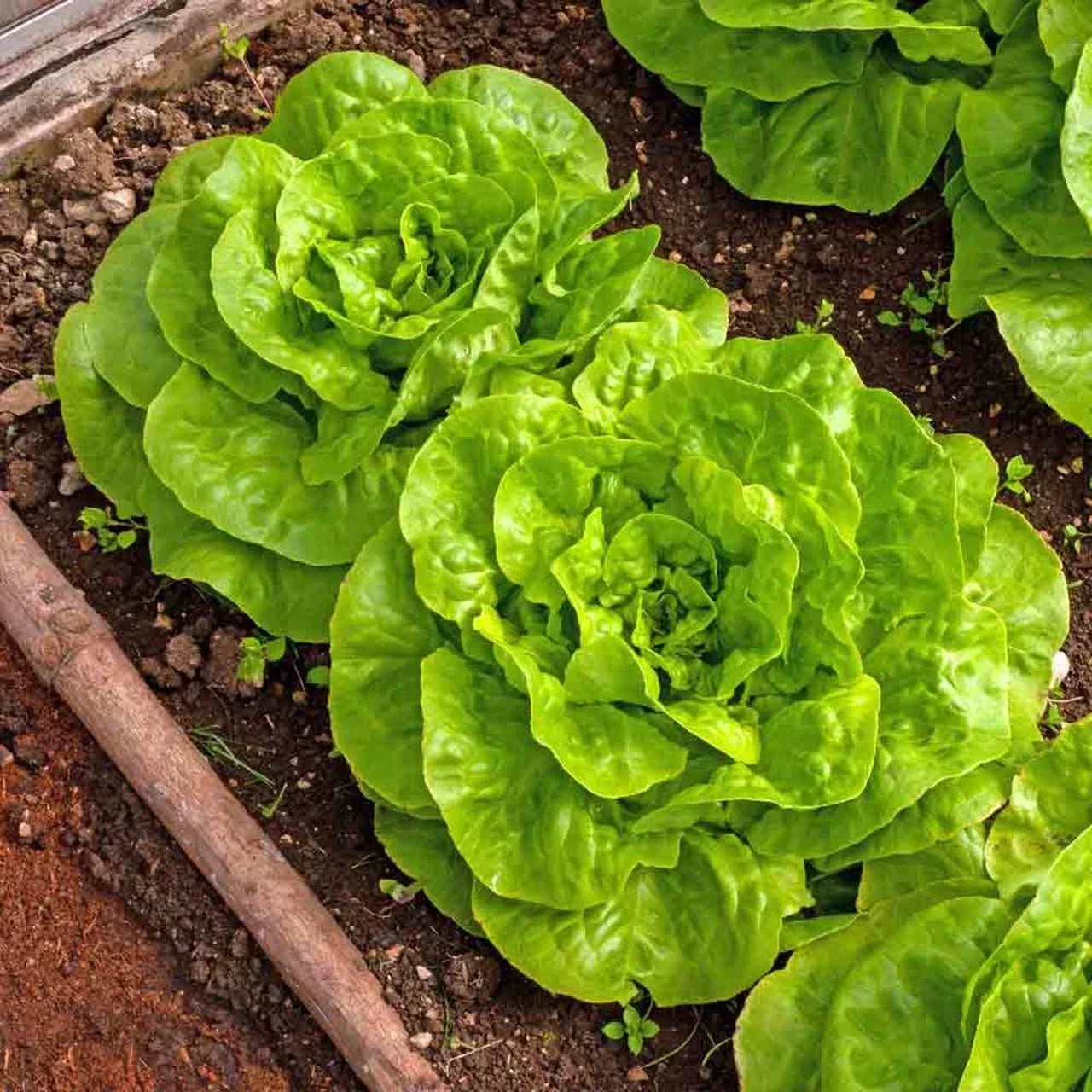 Buttercrunch Lettuce Seeds - 1000+ Count, Lactuca sativa, Salad Greens, Non-GMO, Fast Germination, Ideal for Container & Garden Planting