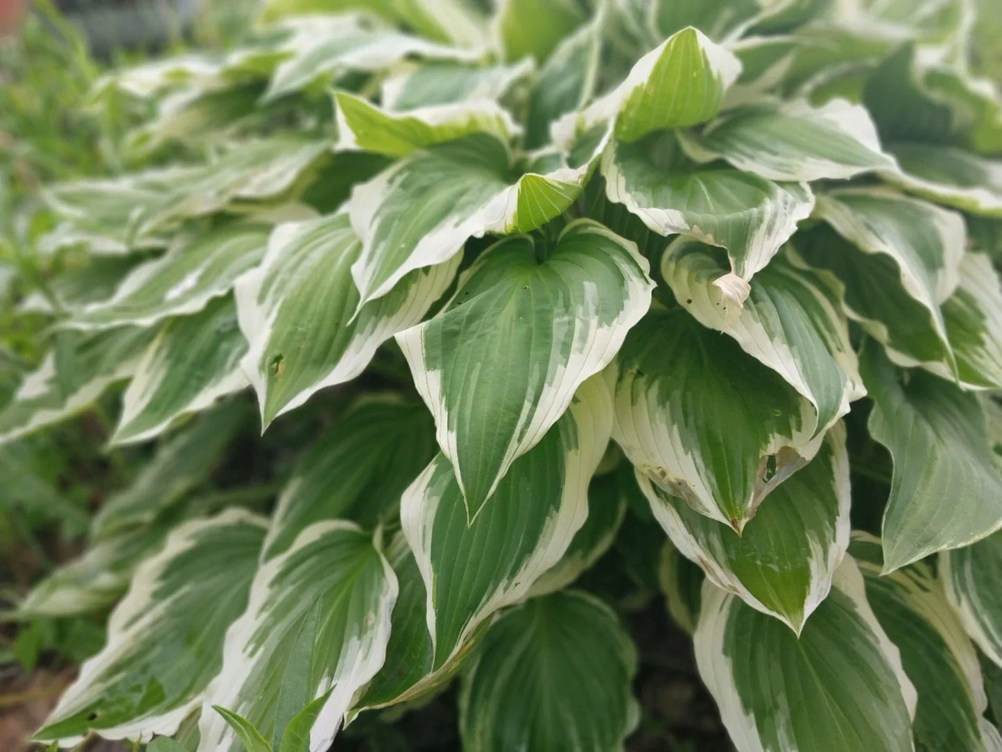 Hosta 'Patriot' Roots 3 Pack - Variegated Green Leaves with White Edges, Shade-Loving Perennial