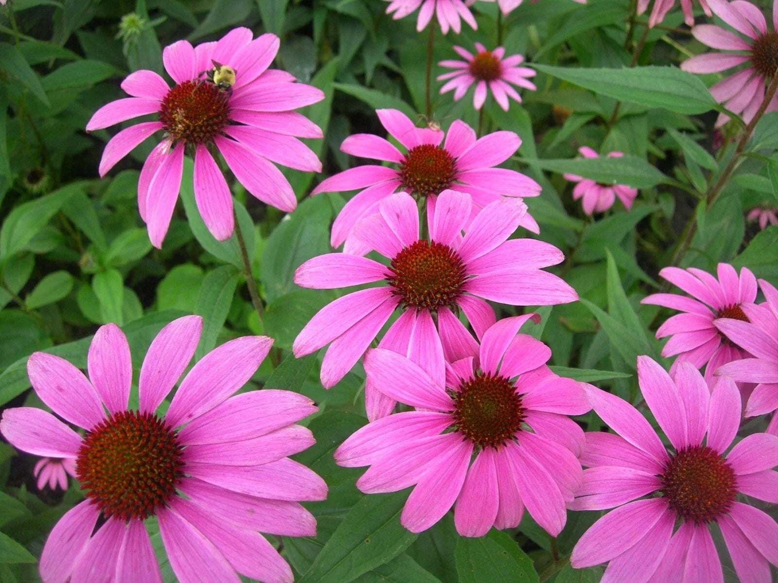 Organic Tennessee Coneflower Seeds – Echinacea tennesseensis – 10+ Premium Non-GMO Seeds for Native Gardens and Wildflower Meadows