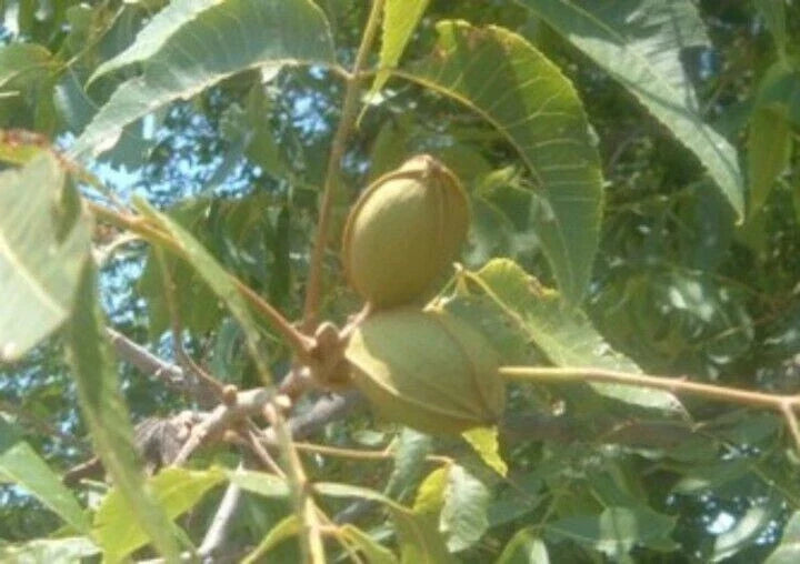 Live Pecan Tree Seedlings 2 Pack | Rooted Carya illinoinensis for Planting | Small Deciduous Trees for Garden or Orchard